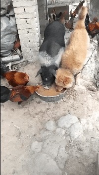 |搞笑GIF:这样的包饺机你没见过吧,包出来饺子非常匀称漂亮美观