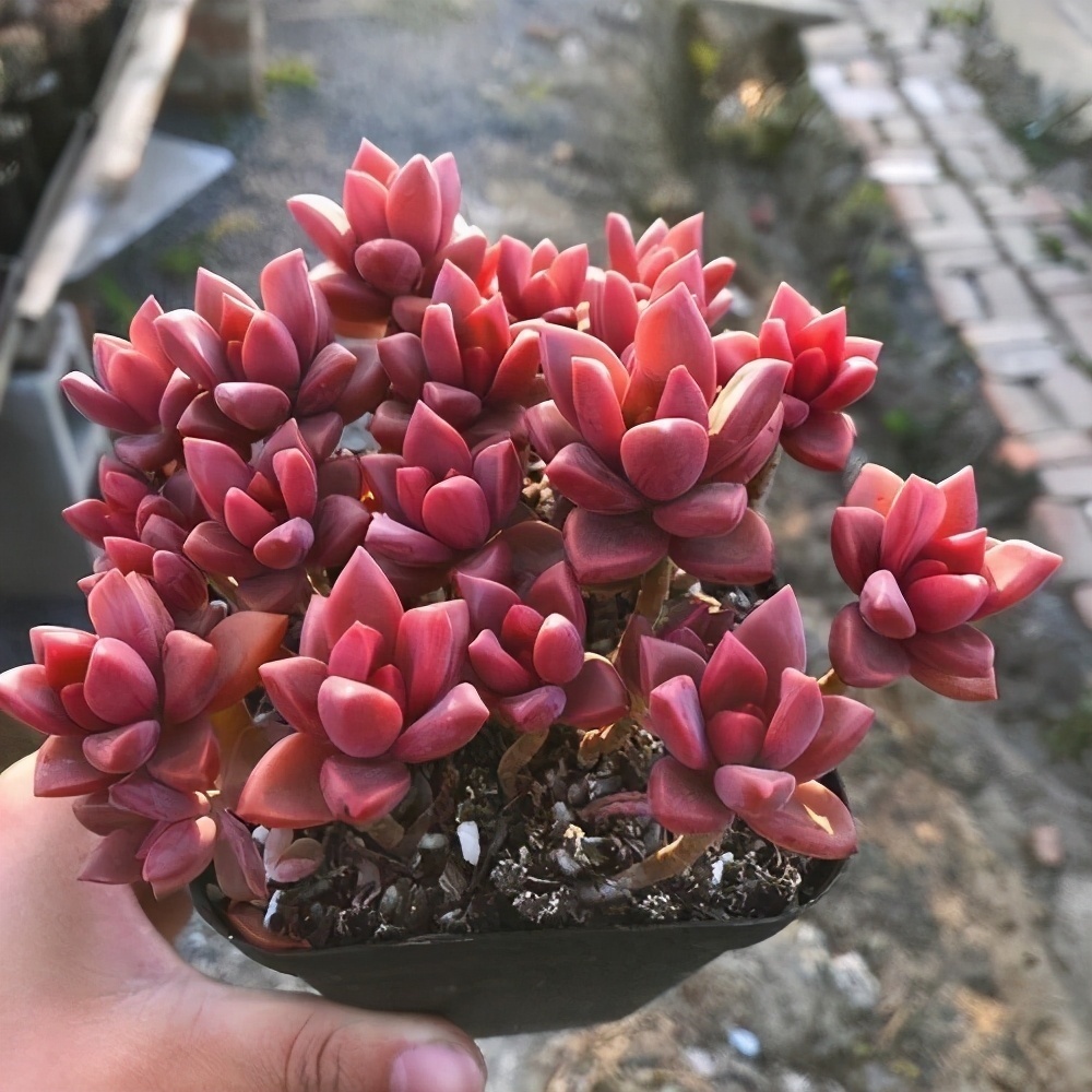 普货|6款多肉大普货,完全靠实力征服花友,养护简单出状态真好看