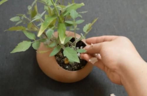 花盆里撒上一点，不管养什么花根壮叶绿爆满盆，再难养的花照样活