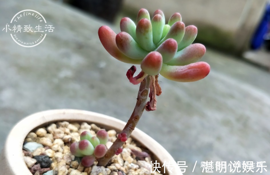 夏天火祭变乱草，熊童子成碰碰香别着急，秋天3招美回来