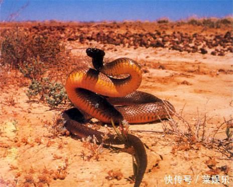 世界前毒性强大的毒蛇 眼镜蛇貌似在他们