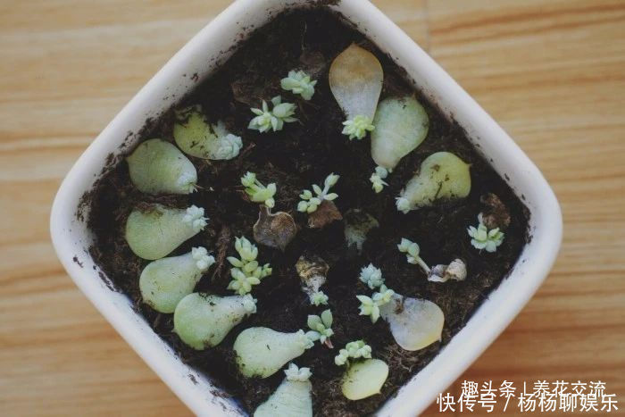 叶片|这三种简单方法可以繁殖多肉植物，叶片、枝条和侧芽都可培育