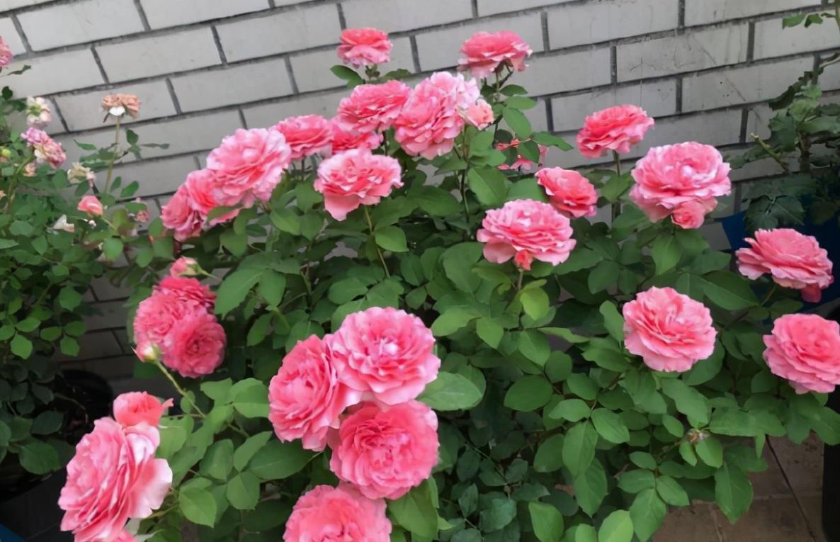 你养的月季长花苞了吗?这个时候有个很“重要的”工作要做