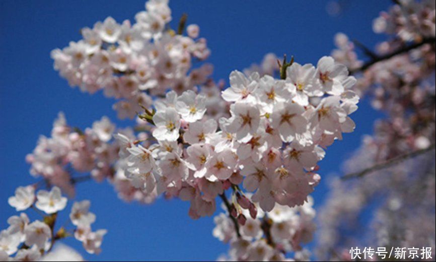 日本|樱花是如何成为日本的象征的？