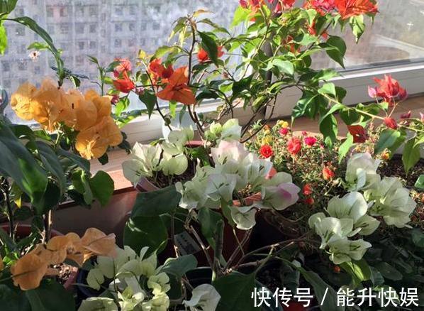 浇水|想要盆栽三角梅花团锦簇就从4方面入手,保管1个月花满枝头