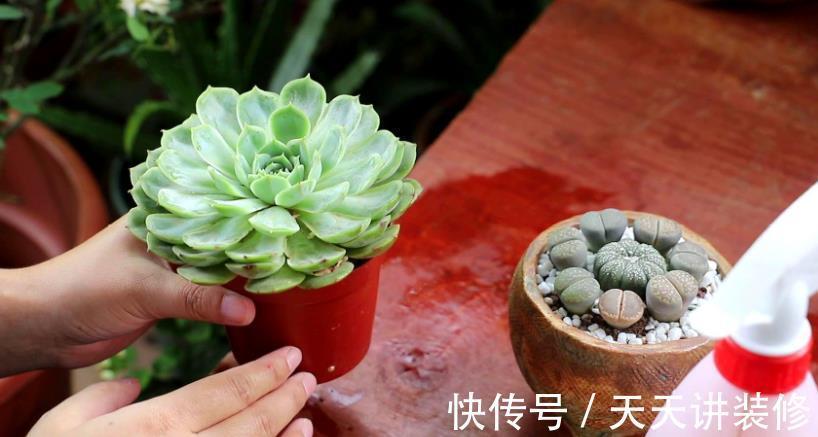 土壤|盆栽养殖多肉,天热更该旱养,不然烂根问题多