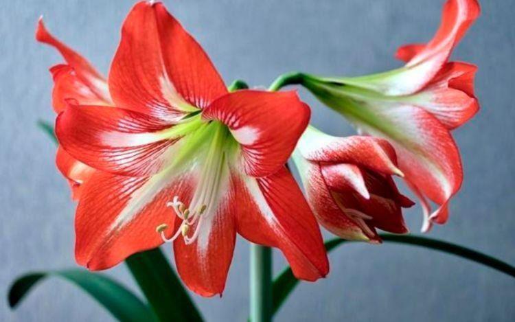 适合家里养护的花卉，便宜又好养，花开香飘溢满屋