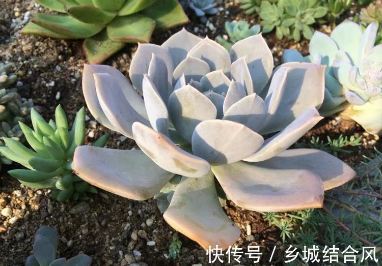 刚买来的多肉太瘦,告诉你这样栽变胖一倍