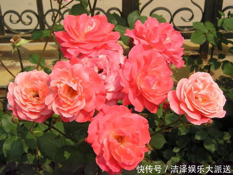 土壤|月季剪剪枝,蹭蹭长还不招虫,夏天开爆阳台!