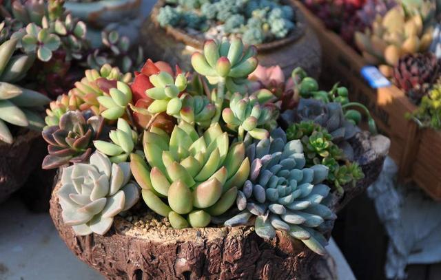 养多肉、蟹爪兰、君子兰,用它就能根固叶茂,远离烂根困扰