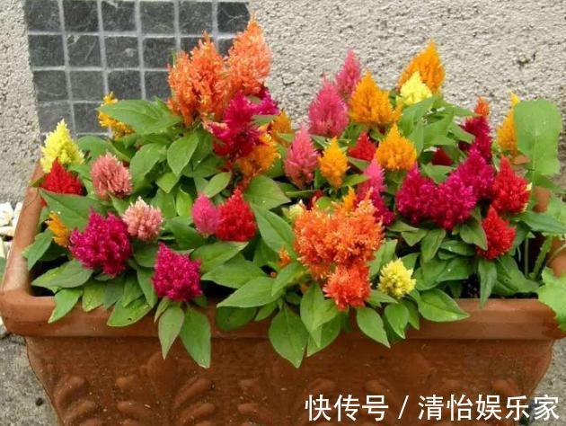 成本|花农养花为啥成本这么低学会用小苏打,几十盆都花不了2块钱