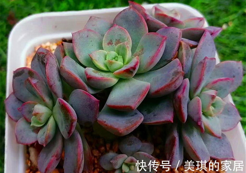 如果把多肉分成5大色系，各大色系优秀品种，会让肉友们爱不释手