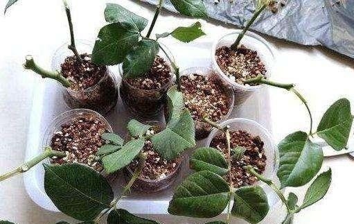 爱花人别闲着,4种花冬季也可以扦插,养满一阳台!