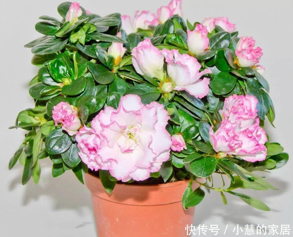 这10种盆栽植物特别适合种在家里，能够舒缓压力、净化空气