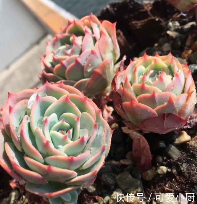 喜欢养多肉,应该挑战一下玉蝶,可以控出这状态,不得不佩服