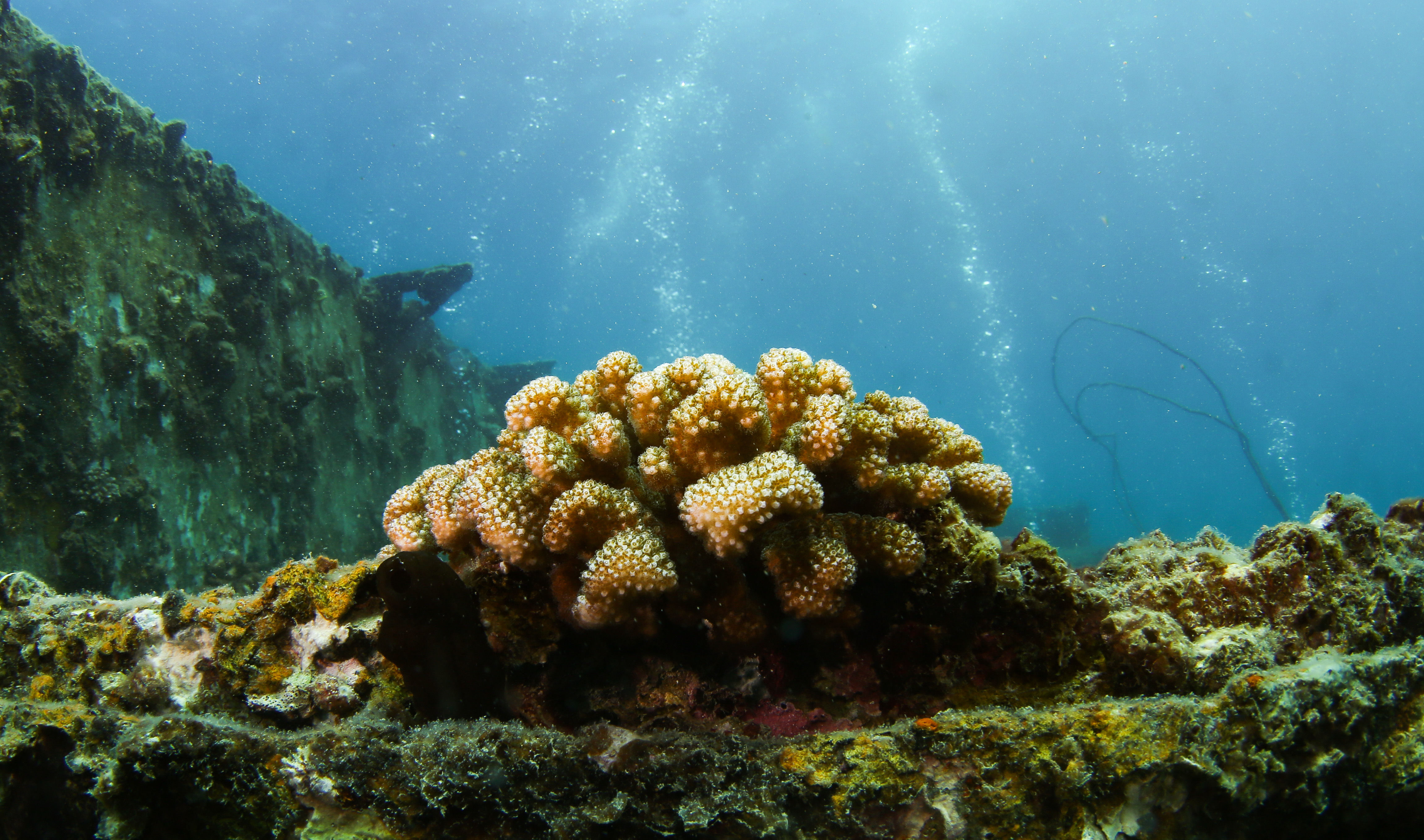 海南大学 新华全媒+丨牧海教授王爱民：为海洋生物安个家