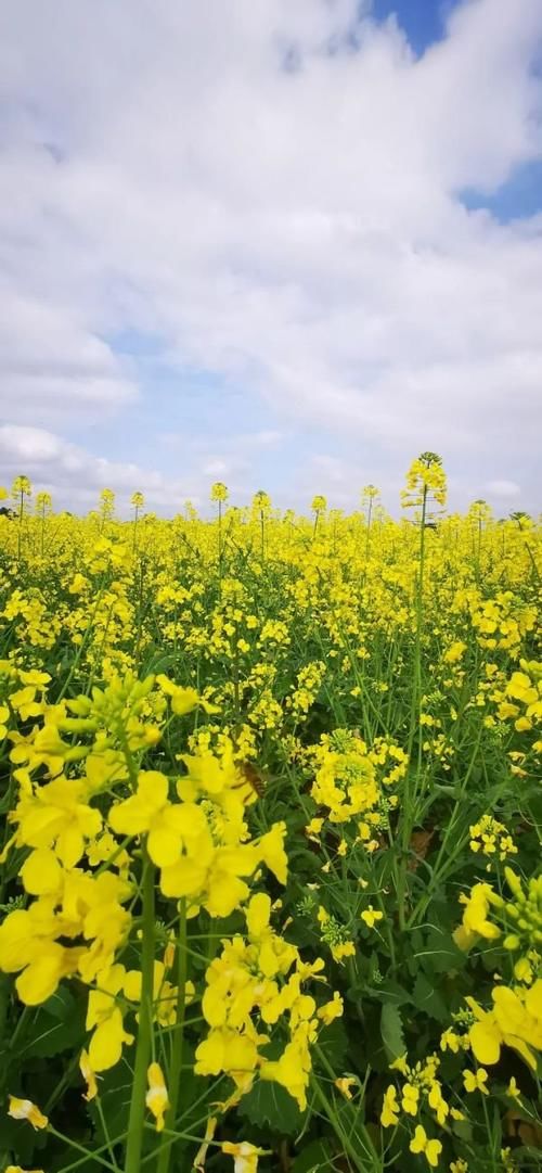 老年|超美超震撼！建德这片花海值得一看
