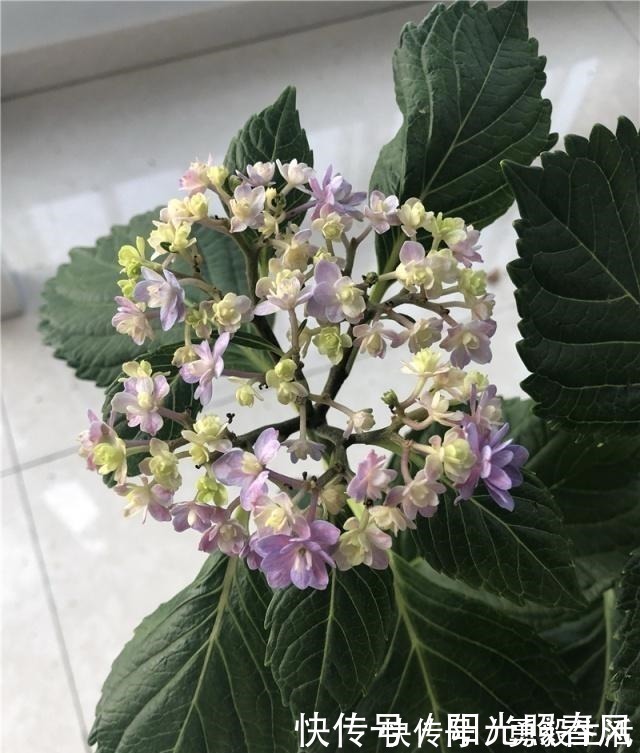 绣球花开花稀拉拉，一剪一补一遮，轻松爆成大花球！