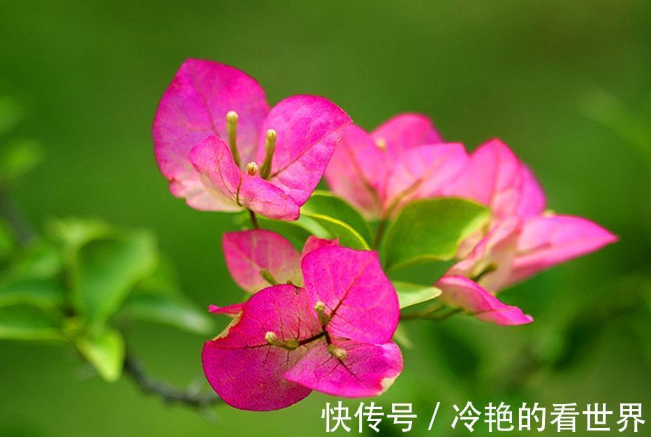 旺盛|三角梅小苗,从3点抓起,快速长成大苗,侧枝多,开花旺盛