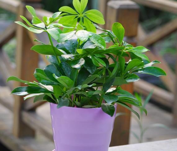 净化|没人喜欢的2种“丑花”,殊不知,它能“吸甲醛”,越养越值钱!