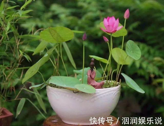 水桶|养此5种花，夏季就像“水桶”，浇水越多、长得越旺