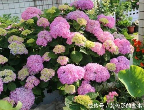 枝繁叶茂|6月养绣球花,三件事趁早做,开出层叠群花,聪明人都做了