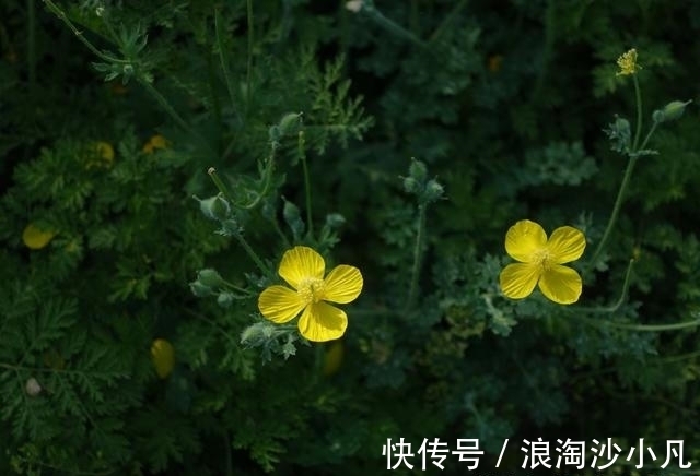 助威|喜鹊助威，运势暴涨，福气满满，人生顺利如意