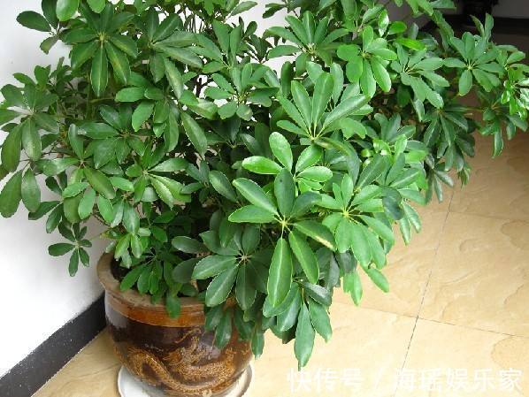 芦荟|家里养花,3种花别乱“送人”!尤其是第1种,“招财”又养人