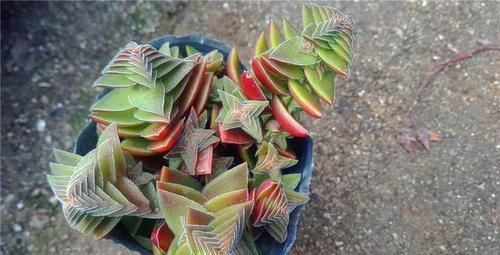  你家|5种长相奇特的多肉，有2种花市上也买不到，你家有吗？