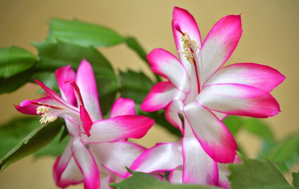 蟹爪兰刚开始长花苞,有经验的花友会做好几点,花苞越长越好