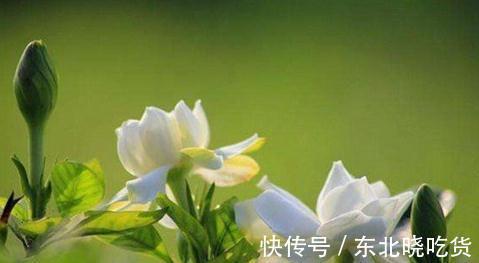 栀子花什么时候开,栀子花这样养一年开花两次,开的花又大又多