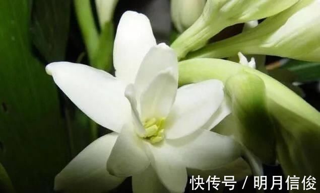 老花农|这种花比桂花香,比茉莉好闻,家里养一盆,能薰一室香