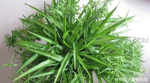 万能肥|养花“万能肥”,路边捡几块,分分钟让文竹、吊兰“爆盆”