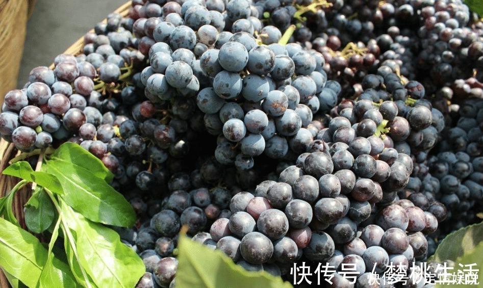 葡萄皮|洗葡萄,只会用盐水就错了!多加2样,虫子乖乖逃走,又快又干净