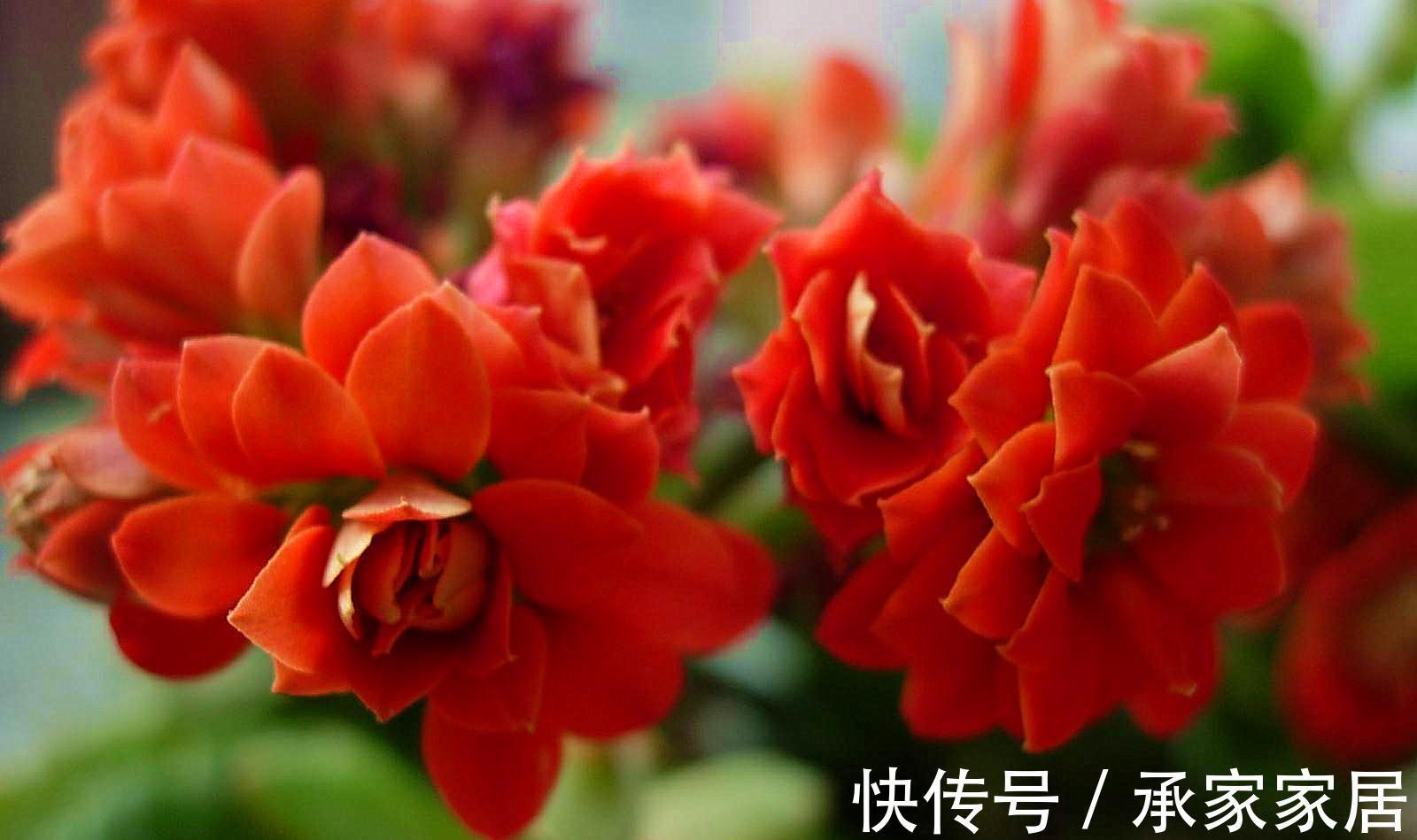 长寿花为什么不开花，原因有2点，做好一光一肥花苞噗噗长