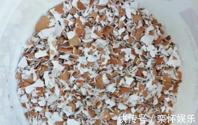 技巧|秋季如何养蟹爪兰,冬日才能花繁叶茂抓住3小技巧就够了