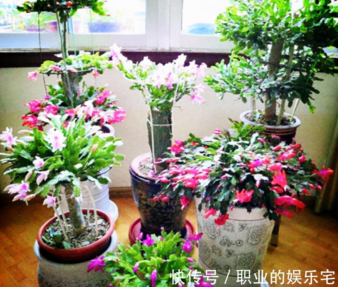 不易“养死”的13种花,独特有格调,好养又漂亮,新手养花首选