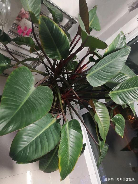 养花的5个“坏习惯”,你中了没,赶紧改掉,否则仙人掌都能养死