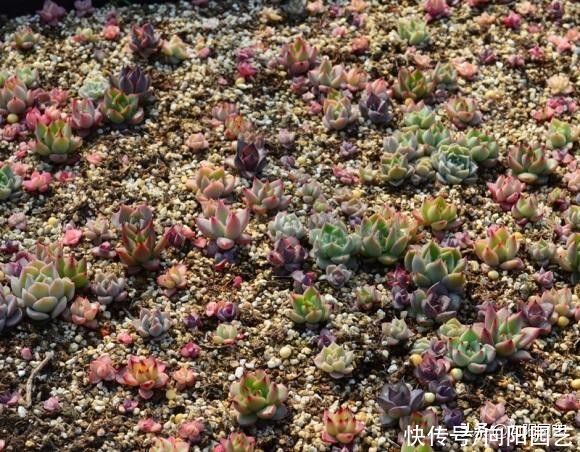 成活率|?多肉怎么叶插？备好花土，花盆，选好叶子，叶插攻略送给你