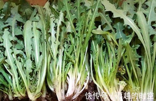 热毒证|蒲公英搭配它泡水喝,早晚各一杯,口臭没了肝也干净,谁喝谁健康