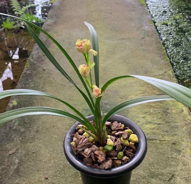 根系|养兰花,盆底垫上5种材料,根系长得好,不烂根不黄叶