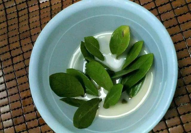 叶片|养2种花“吉祥”花,不要掏冤枉钱,1叶子插土里,冒出一圈土豆根