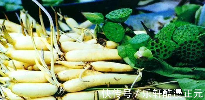 板栗|秋季健脾很重要，分享八种健脾的食物，多吃它们，顺利过秋季