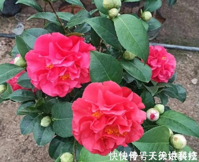 小栈|其他茶花让让道,“茶花女王”来袭,花瓣大如盘,太美了