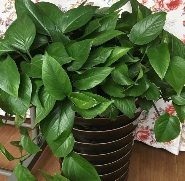 花友们这10种漂亮的花,很快就发芽长根、爆盆开花又招财气!