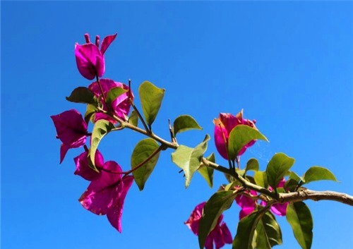 三角梅一直不开花教你养护的3个妙招,花开美丽轻松爆盆