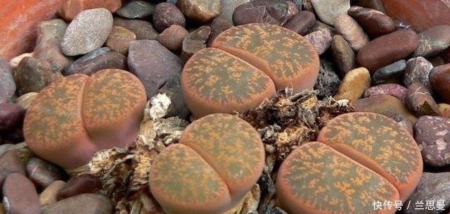  想要|男子非洲旅游发现神奇石子，想要捡起来研究一番，却被导游制止