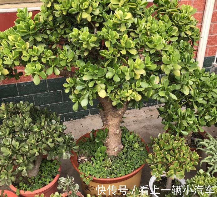 多浆植物厚脸皮,原来这么养上两三年就能成老桩盆景