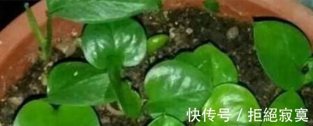 家里4种“药片”，过期不要扔，都是养花“宝贝”, 比花肥好用10倍