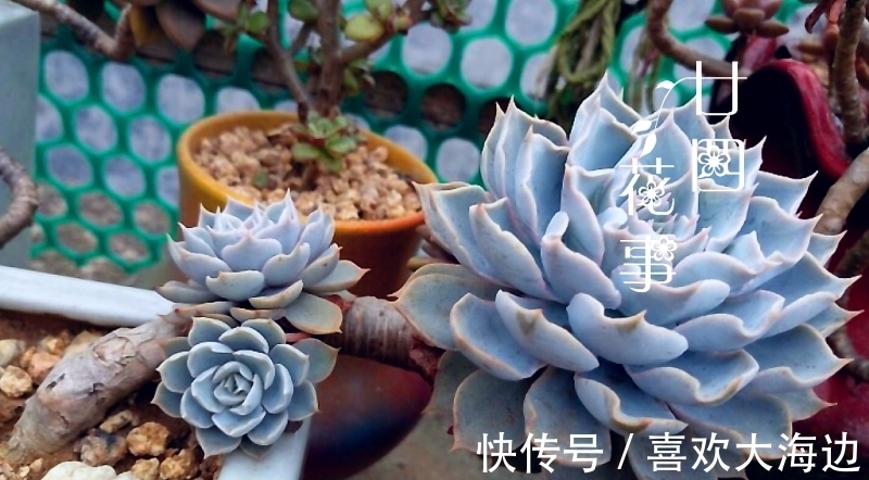 8种蓝色多肉植物,高冷优雅,总有一种是你的“蓝颜知己”